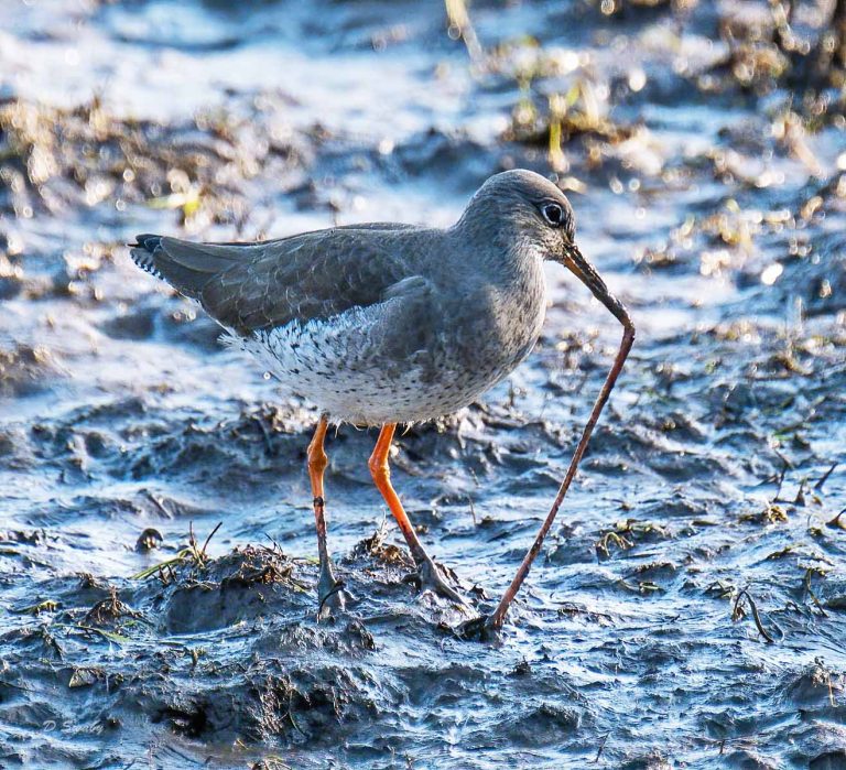 Bird Gallery 2019