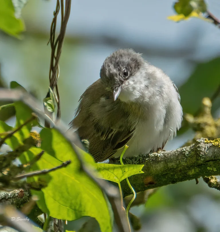 Bird Gallery 2020