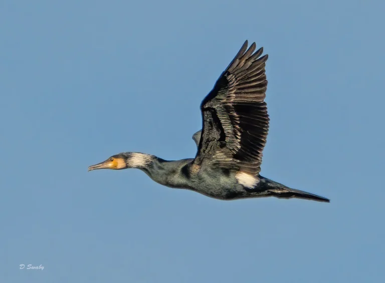 Bird Gallery 2021