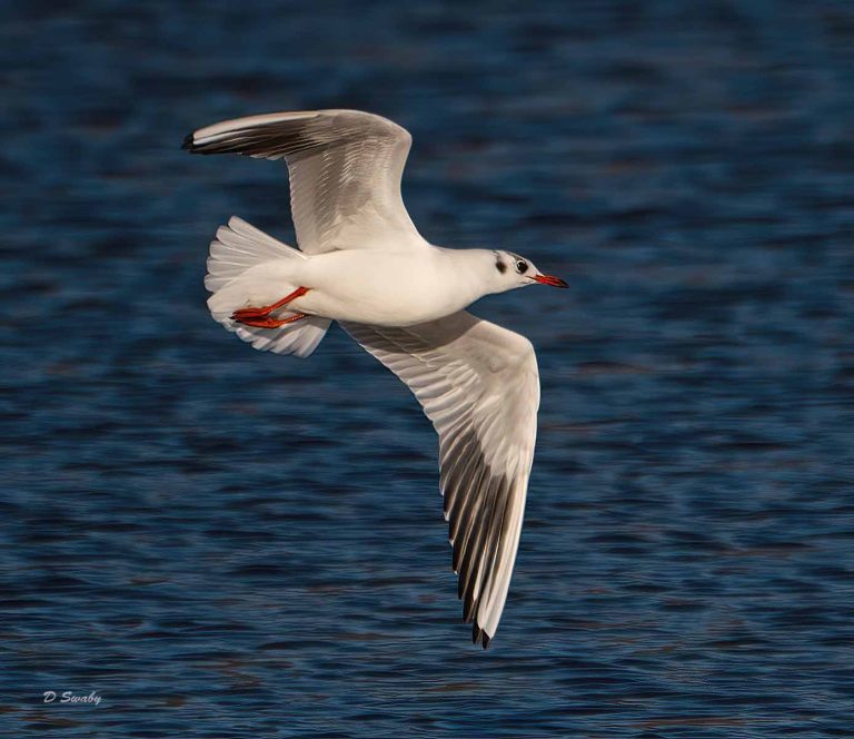 Bird Gallery 2019