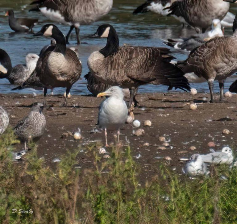 Bird Gallery 2019