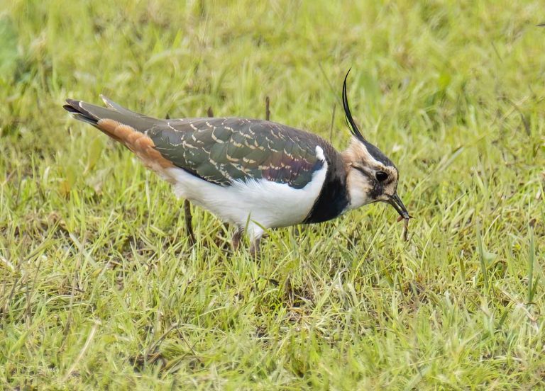 Bird Gallery 2019