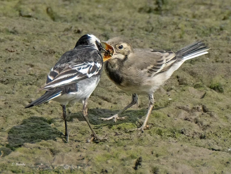 Bird Gallery 2021