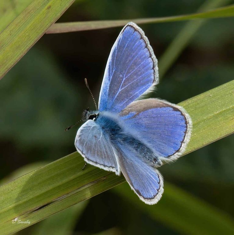 Insects