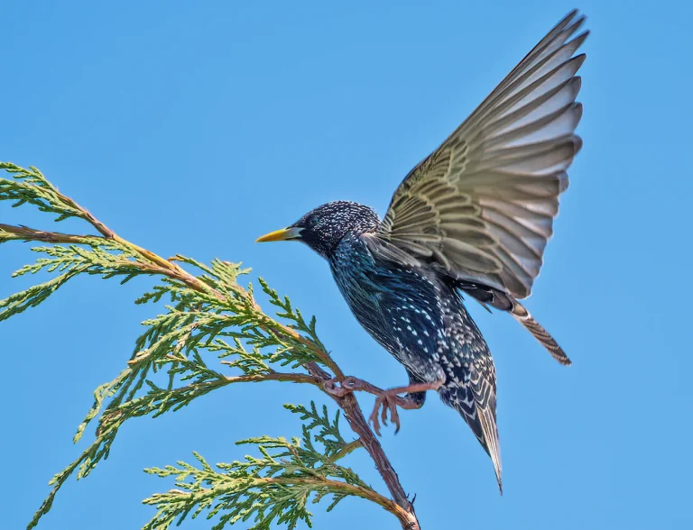 Bird Gallery 2020