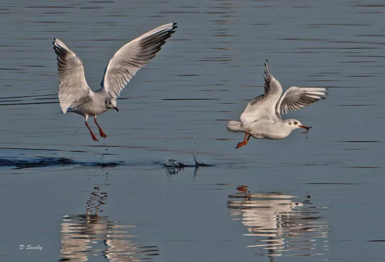 Bird Gallery 2020