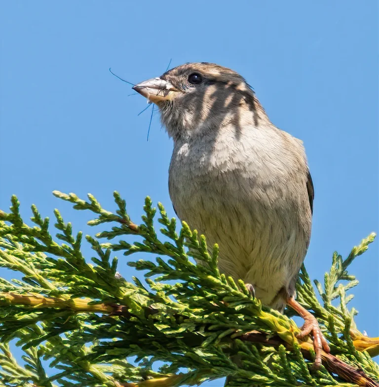 Bird Gallery 2020
