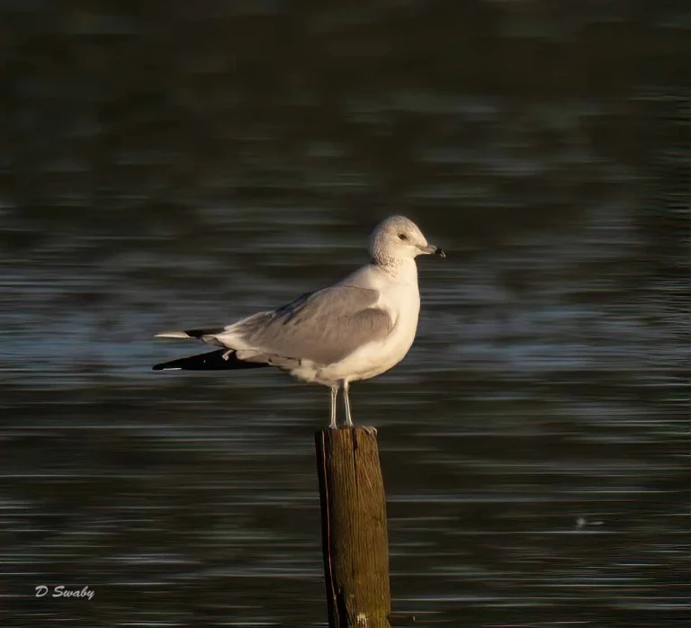 Bird Gallery 2019
