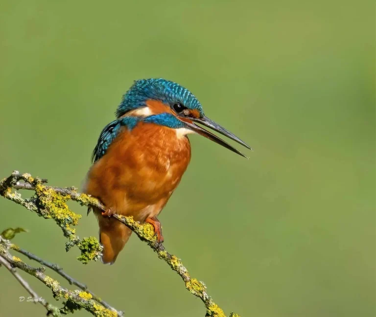 Bird Gallery 2019
