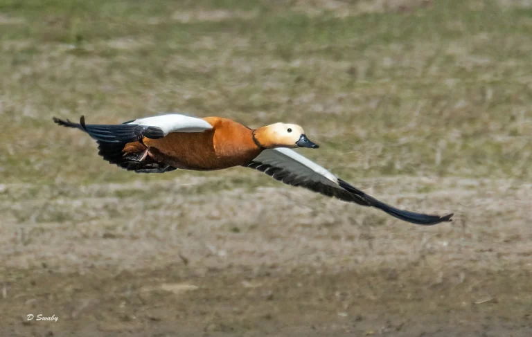 Bird Gallery 2021