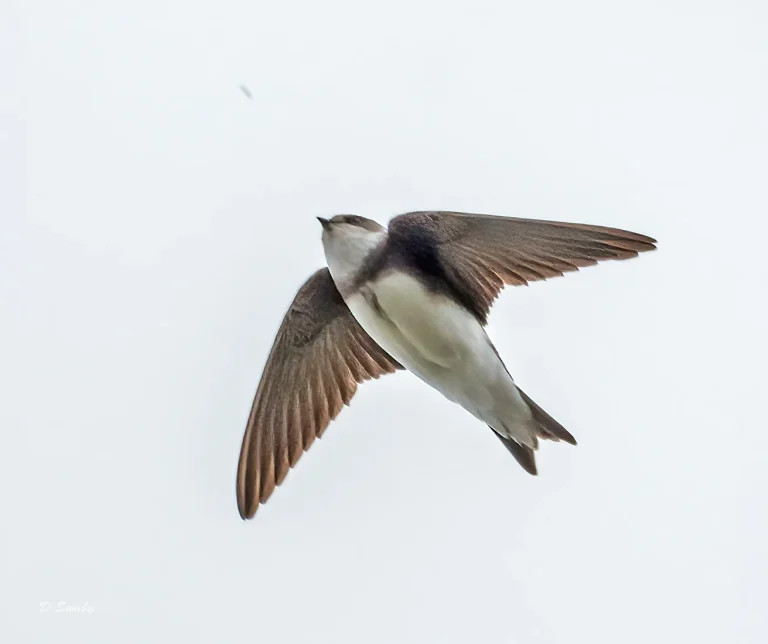 Bird Gallery 2021
