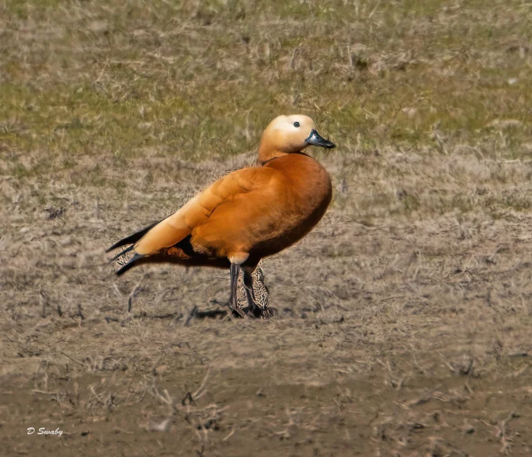 Bird Gallery 2021