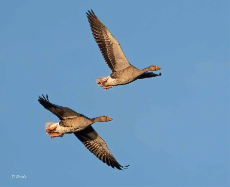 Bird Gallery 2020