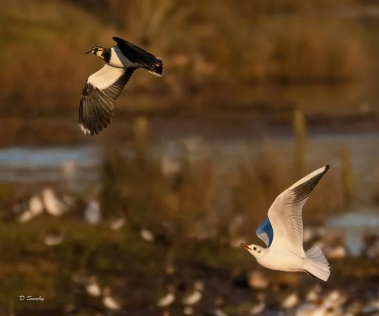 Bird Gallery 2020