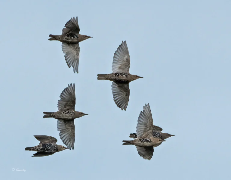Bird Gallery 2020