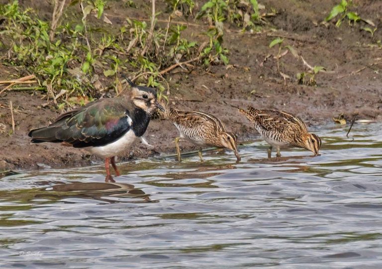 Bird Gallery 2019