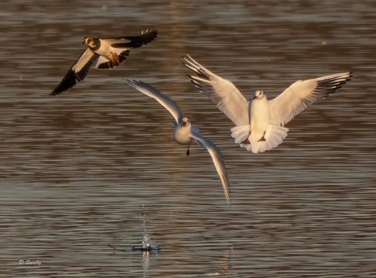 Bird Gallery 2020