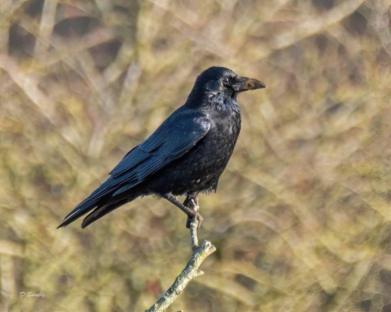 Bird Gallery 2019