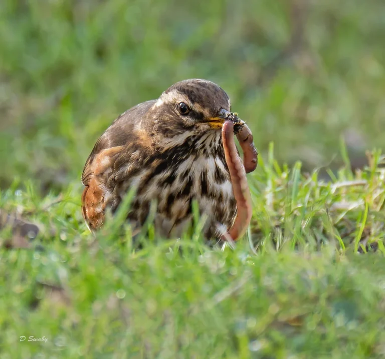 Bird Gallery 2021
