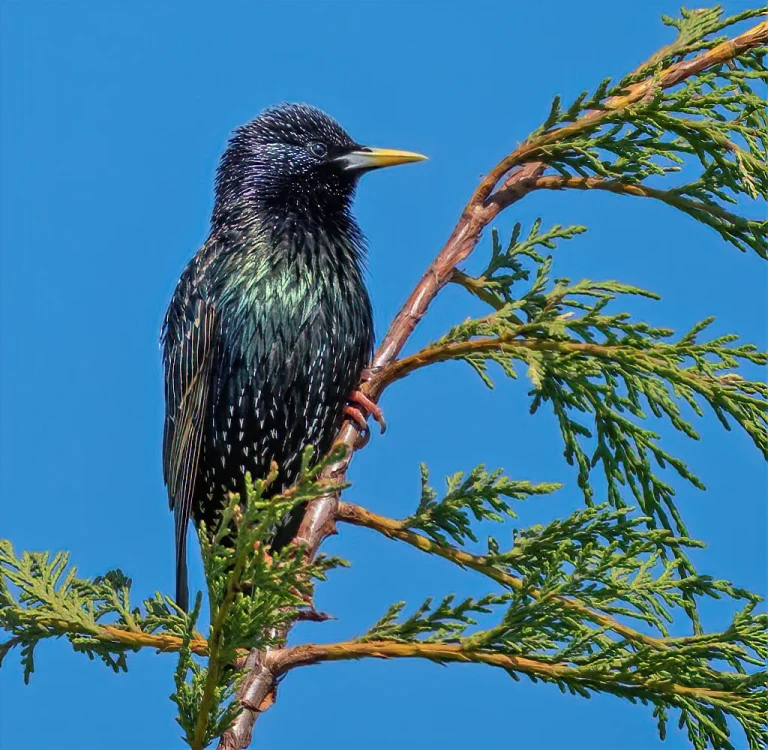 Bird Gallery 2020