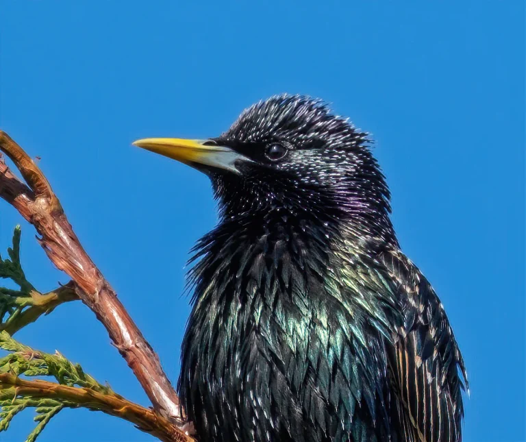 Bird Gallery 2020