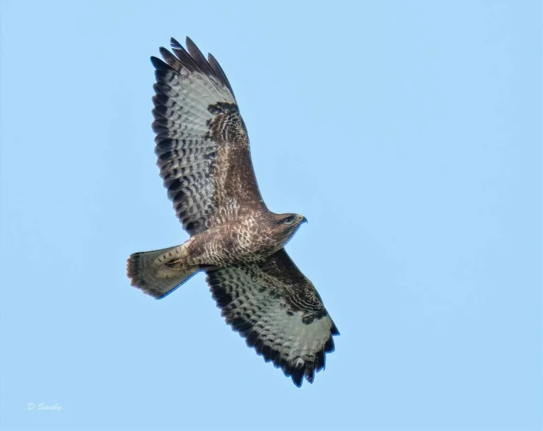 Bird Gallery 2019