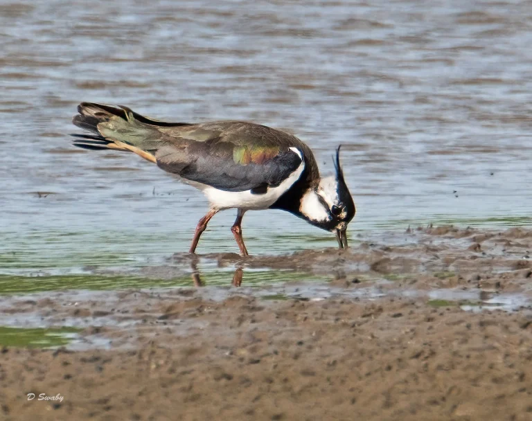 Bird Gallery 2021