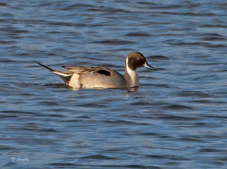 Bird Gallery 2019