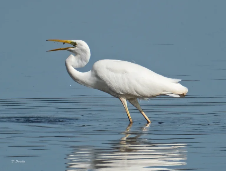 Bird Gallery 2020