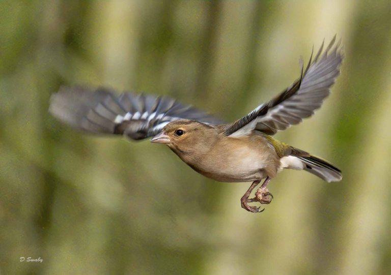Bird Gallery 2020