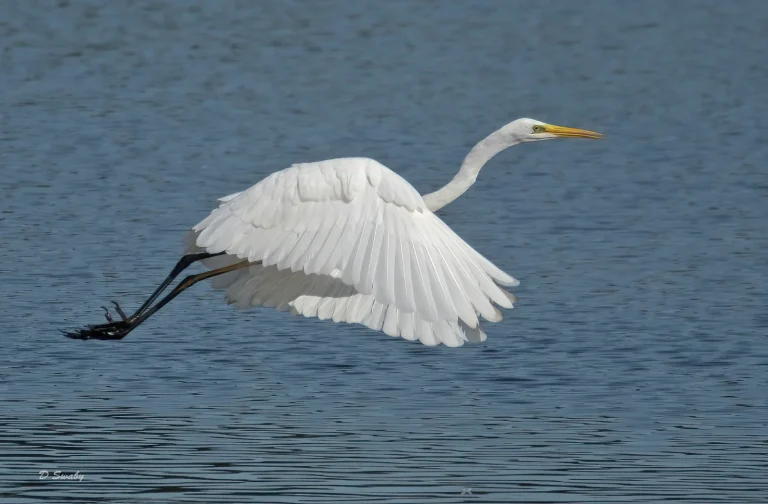 Bird Gallery 2020