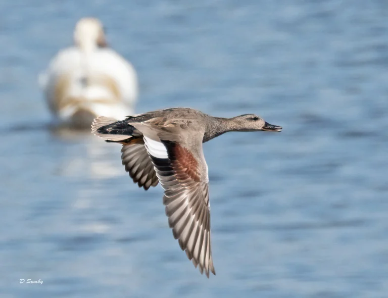 Bird Gallery 2021