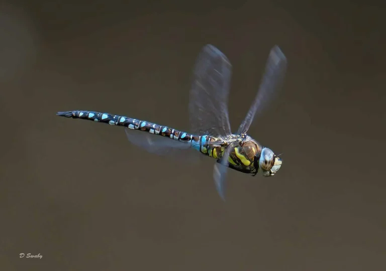 Insects