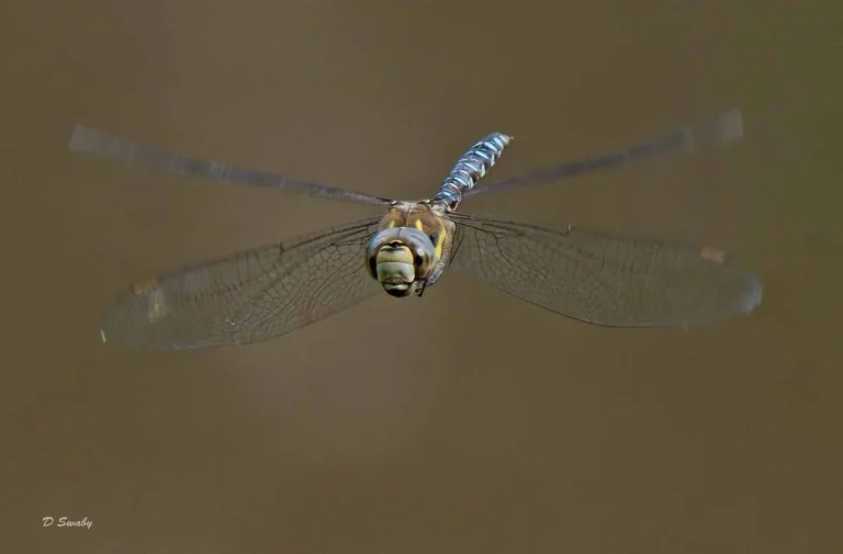 Insects