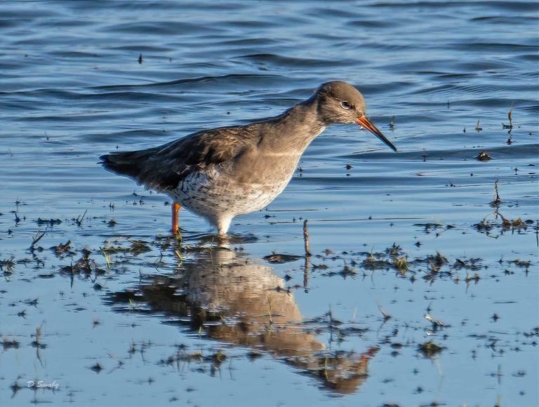 Bird Gallery 2019