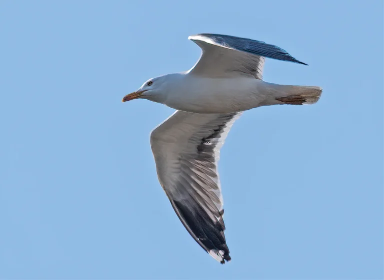 Bird Gallery 2020