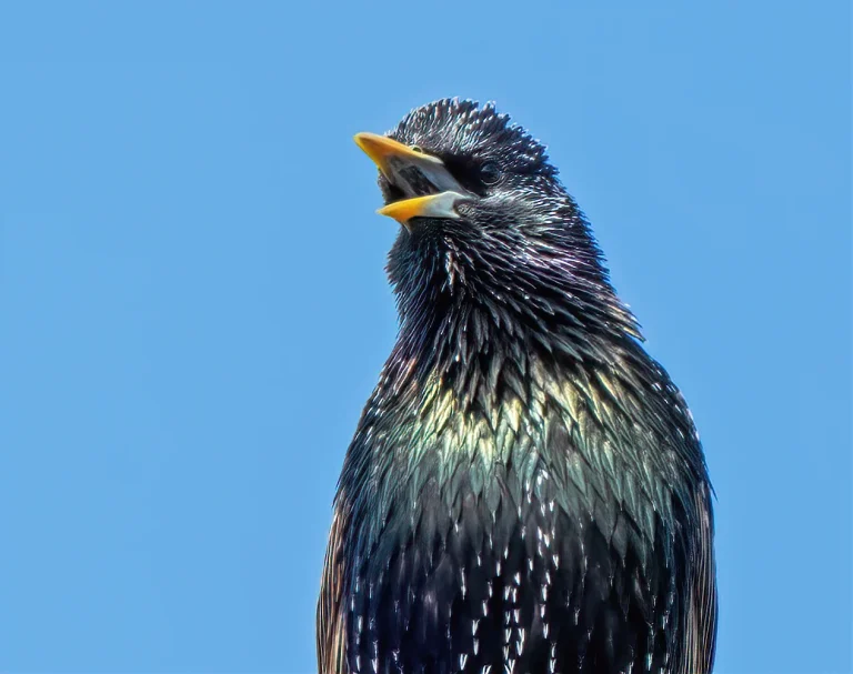 Bird Gallery 2020
