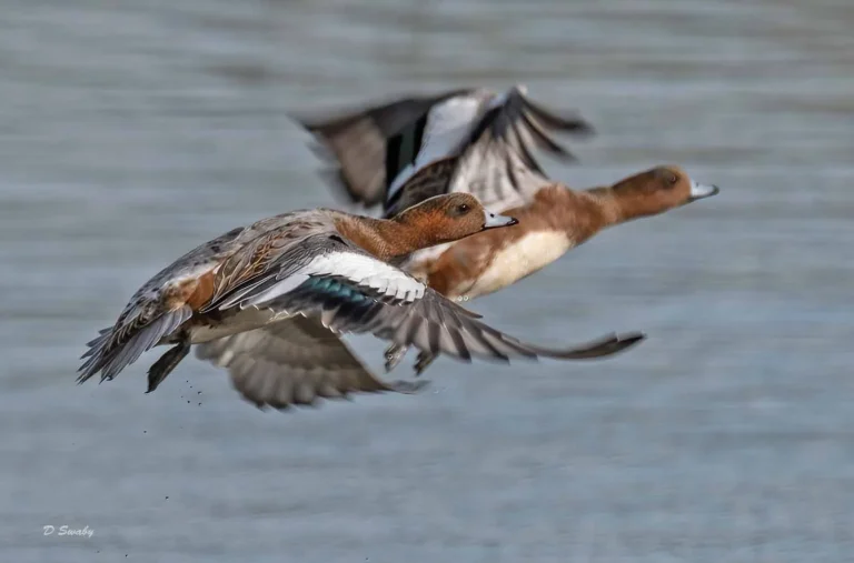 Bird Gallery 2019