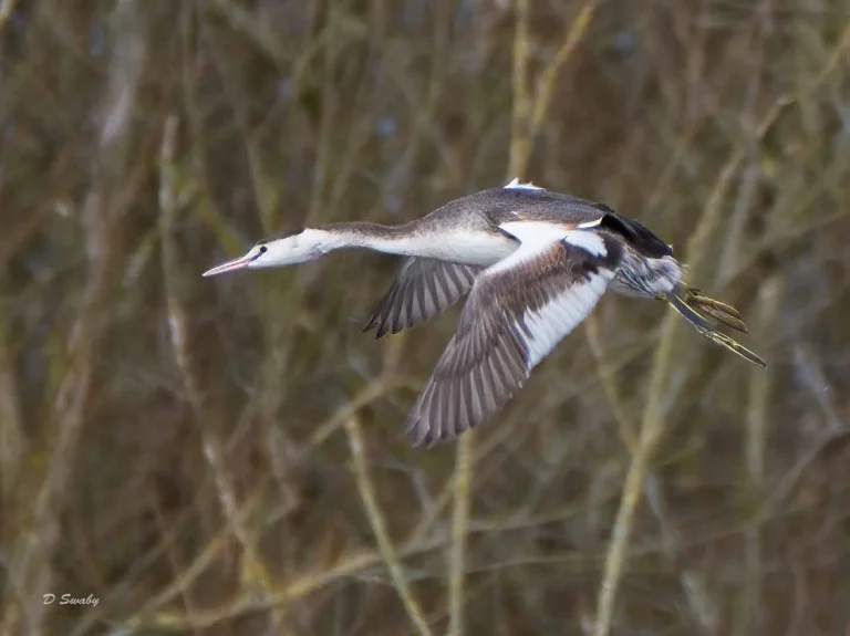 Bird Gallery 2020