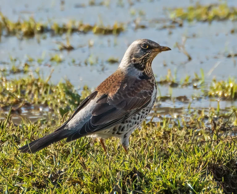 Bird Gallery 2021