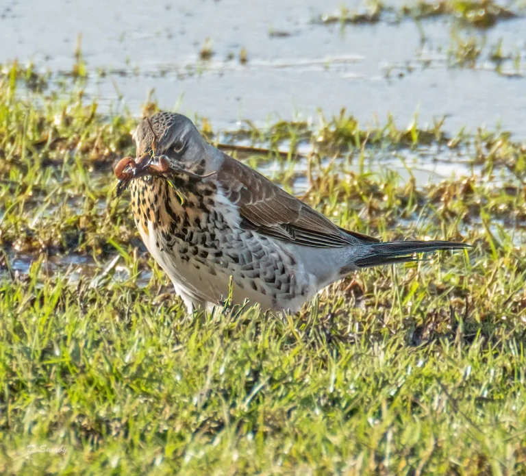 Bird Gallery 2021