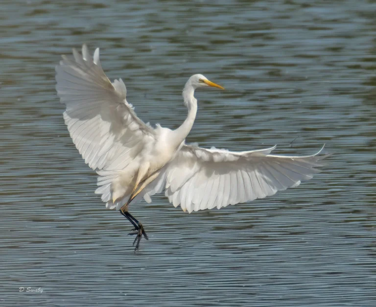 Bird Gallery 2020