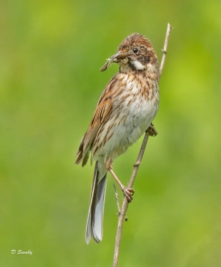 Bird Gallery 2021