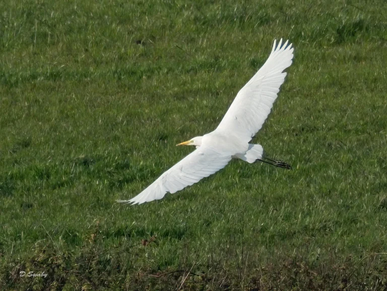 Bird Gallery 2020