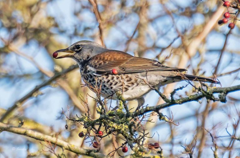 Bird Gallery 2019