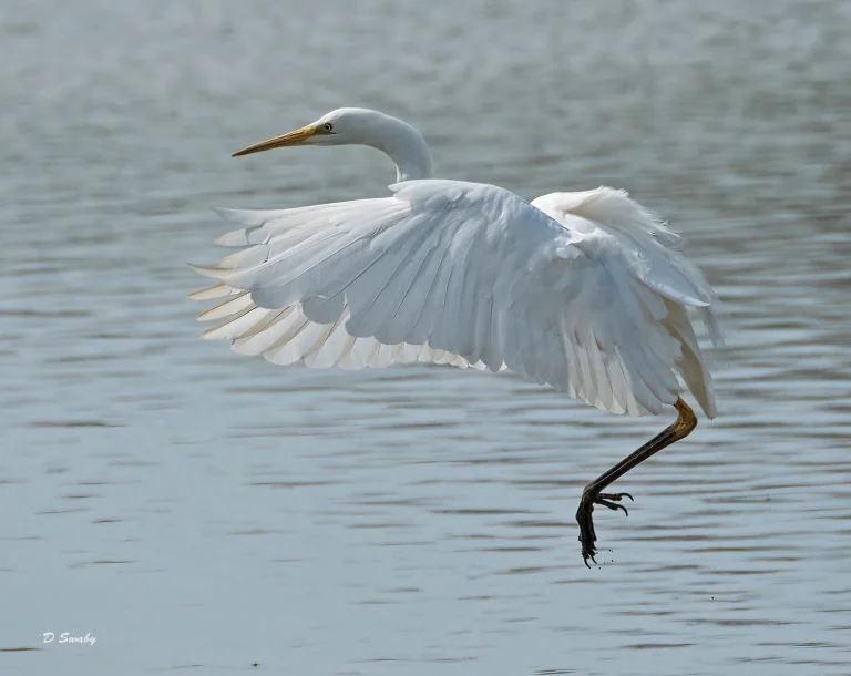 Bird Gallery 2021