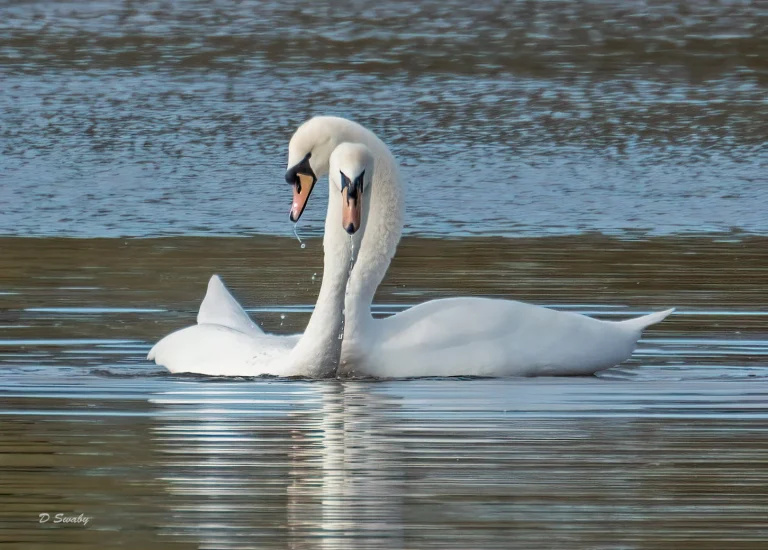 Bird Gallery 2021