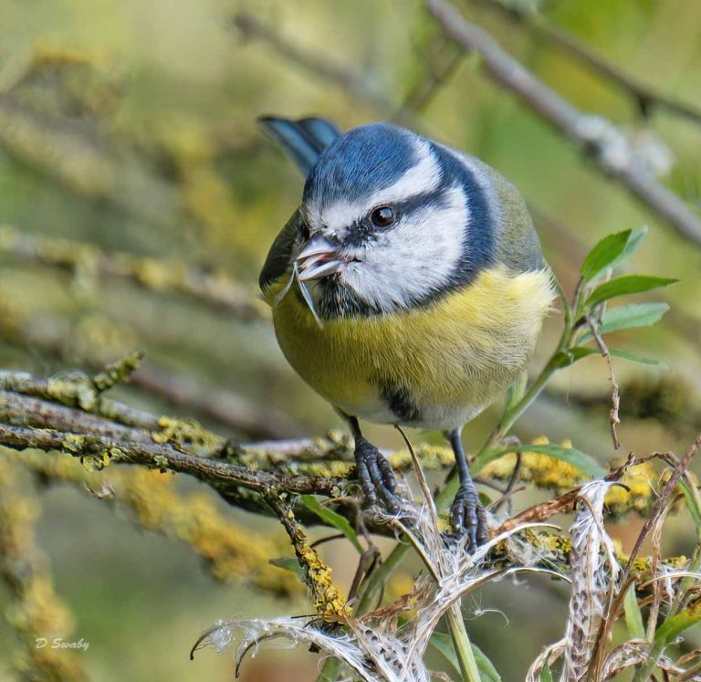 Bird Gallery 2019