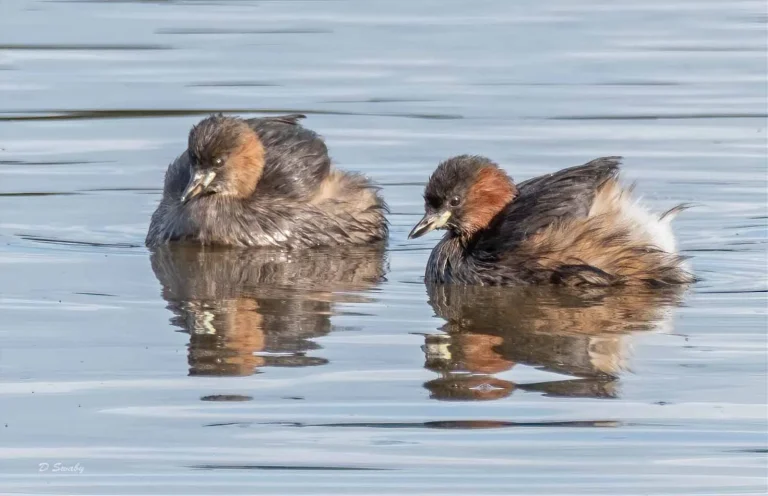 Bird Gallery 2019