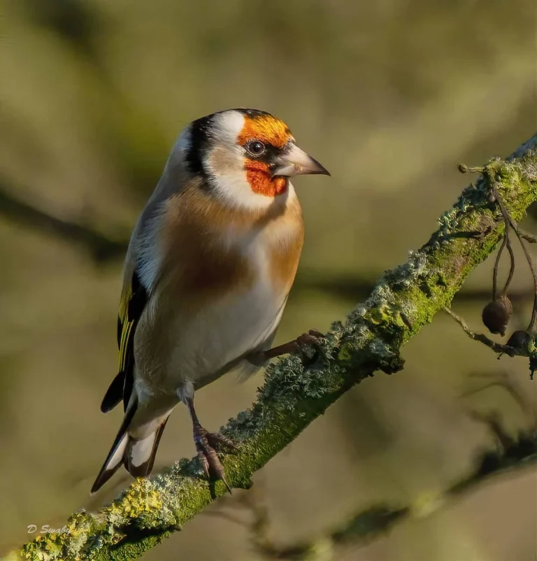 Bird Gallery 2019